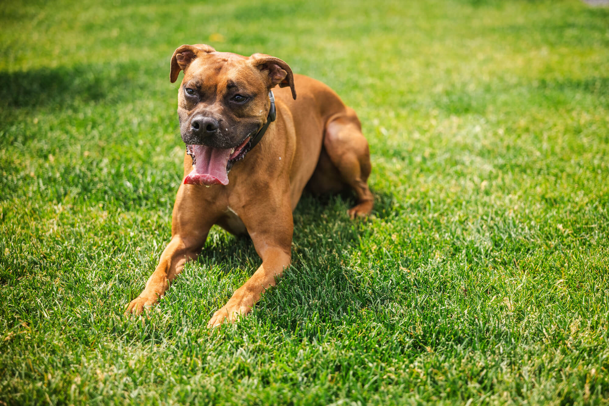 ボクサーはどんな犬種？まず知っておきたい基礎知識